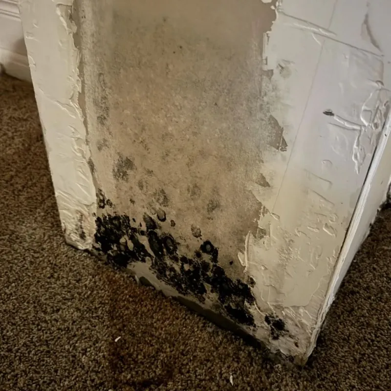 Professional Mold Removal in Bremerton, WA